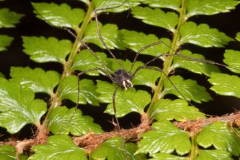 Media type: image; Invertebrate Zoology 152007